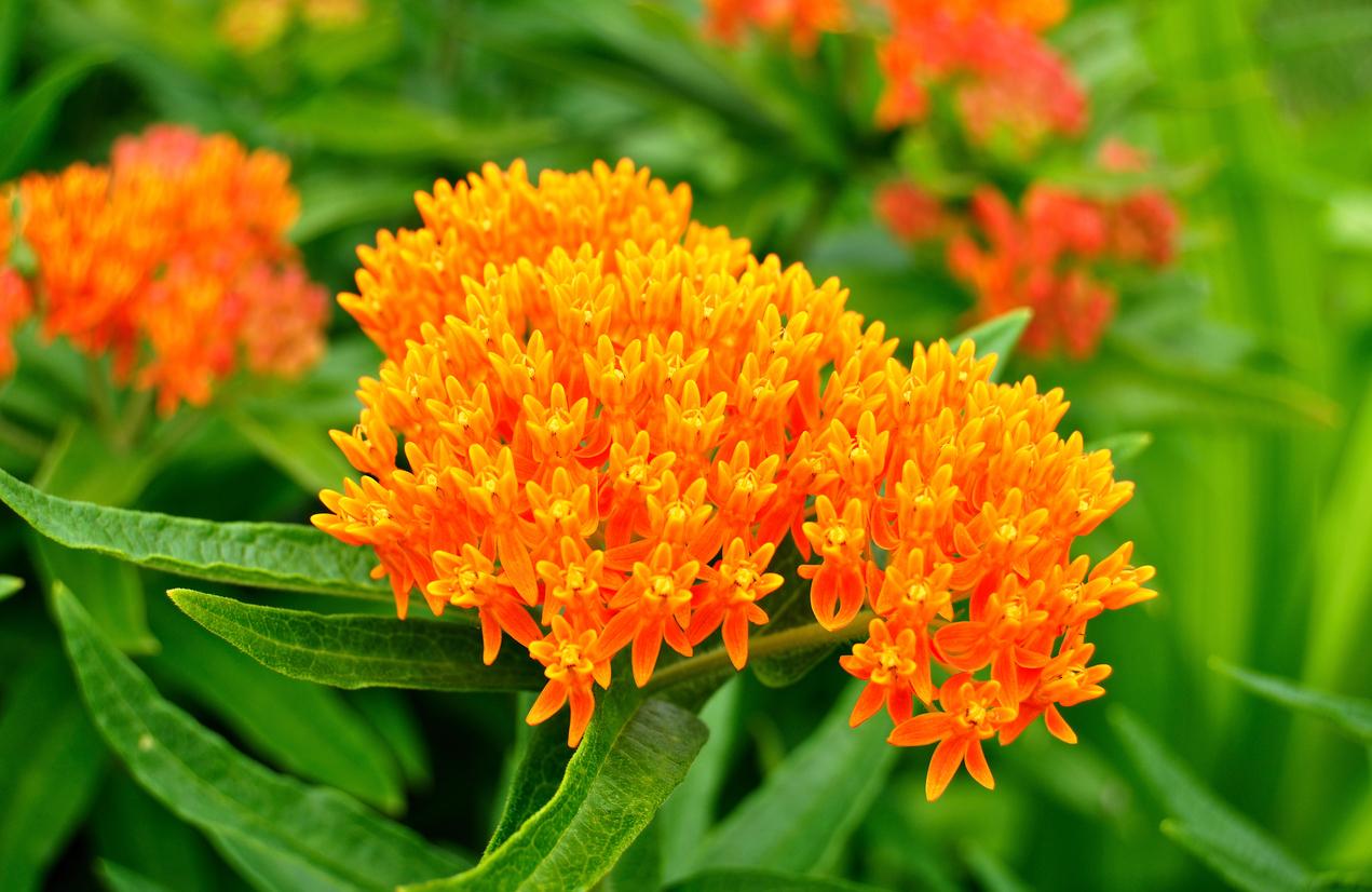 Butterfly Weed Flower Plant